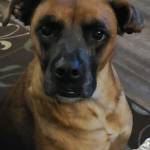 Photo of Olive Oil & Little Frenky