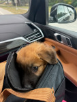 Photo of Milo
