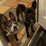 Photo of Greta and Murphy