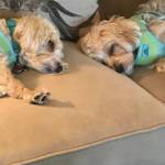 Photo of Cooper and Oliver