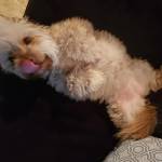 Photo of Bijou & Cinnamon