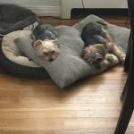 Photo of Sheldon & Stella