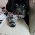 Photo of Augie & Layla