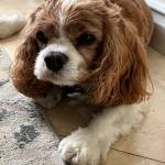 Photo of Jax / Rusty