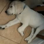 Photo of Samson, Omega and Laila