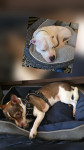 Photo of Bella / Bear