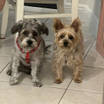 Photo of Bentley and Maya