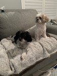 Photo of Bellini/ Gracie Lu/ Charlie/ Coco