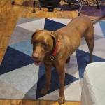 Photo of Boomer, Emma & Daisy