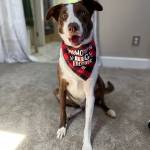 Photo of Harvey / Indy