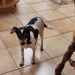 Photo of Loki, Sadie & Tika