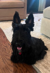Photo of Lucy