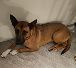 Photo of Baxter & Buddy