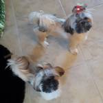 Photo of Beau and Bella