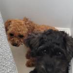 Photo of Goby, Millie & Macy