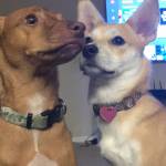 Photo of Sarge & Luna