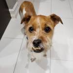 Photo of Harlow & Ace