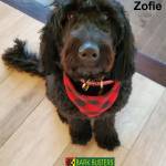 Photo of Zofie