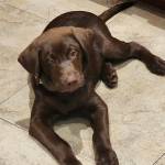 Photo of Coco, Bo & Chanel