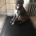 Photo of Sirius/Copper