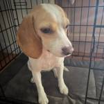 Photo of Bo / Buttercup