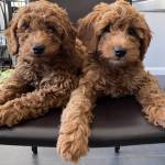 Photo of Daisy and Delilah