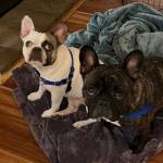 Photo of Batman / Guinness