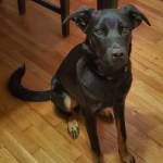 Photo of Baloo + Hudson