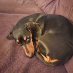 Photo of Piper & Mila