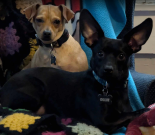 Photo of Chester & Ollie