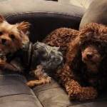 Photo of Zeus & Moose