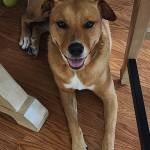 Photo of Trip, Champ & Callie