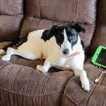 Photo of Spot and Baby