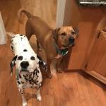 Photo of Ellie & Boomer