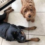 Photo of Trigger, Hobbes, Xanie