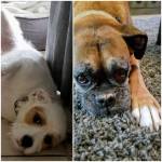 Photo of Cash and Einstein