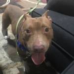 Photo of Annie and Cinnamon