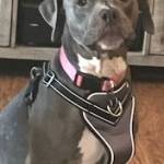 Photo of Mocha,Luna,Tate,Trooper