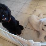 Photo of Luna and Oso