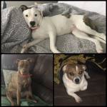 Photo of Bailey, Buck & Abby