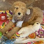 Photo of Harley and Enzo