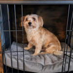 Photo of Cringle, Dolly, Dasher,Comet & Noelle