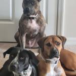 Photo of Bailey, Layla & Henry