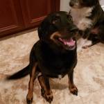 Photo of Sparkles, Peaches & Buddy