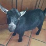 Photo of Beau, Truman, Luka & Ranger