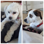 Photo of Dottie & Ivy