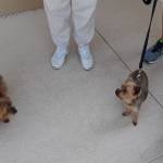 Photo of Scarlet, Chico and Ruby