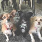 Photo of Harry, Finn & Rue