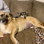 Photo of Rosie and Shep