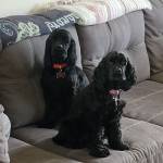 Photo of Siri & Cayman